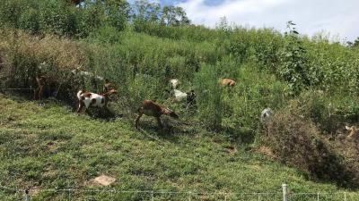 Goats are being used at Wells Overlook Park to help control weeds on a steep hill.